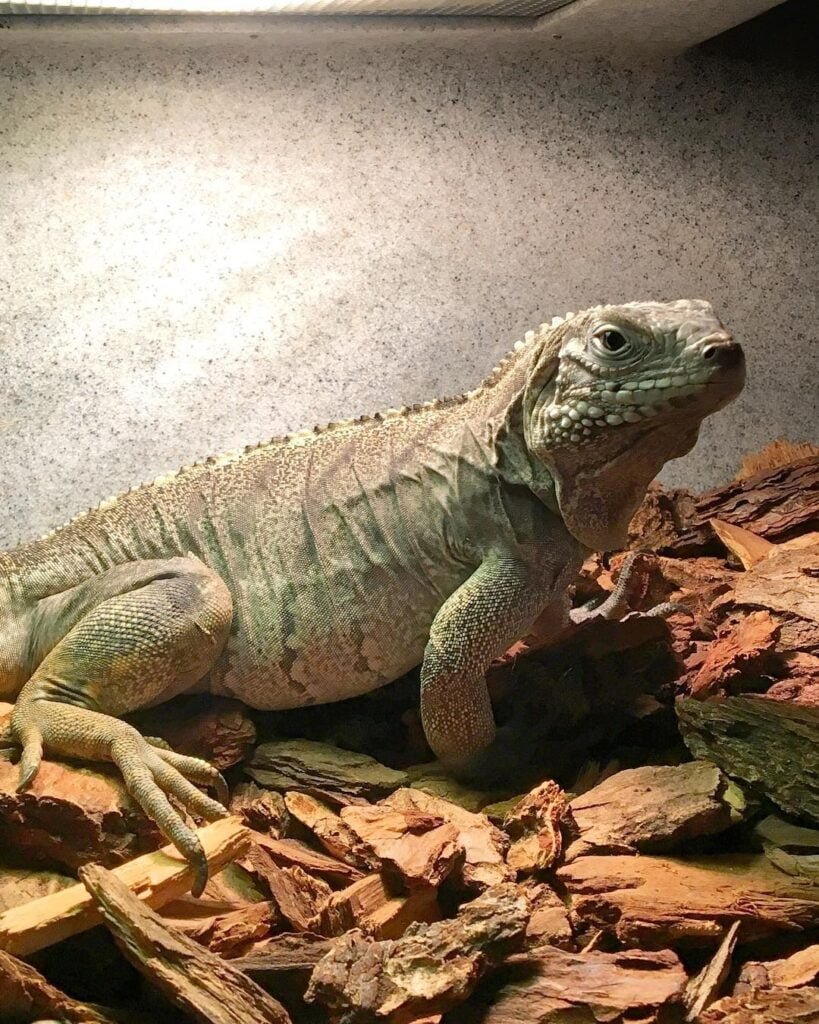 Cayman Brac Iguana Captive Specimen In Hope Gardens