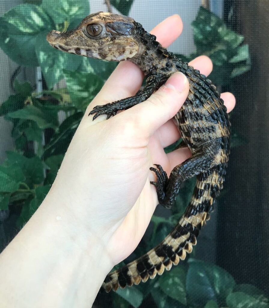 Juvenile Dwarf Caiman Red Box Reptiles