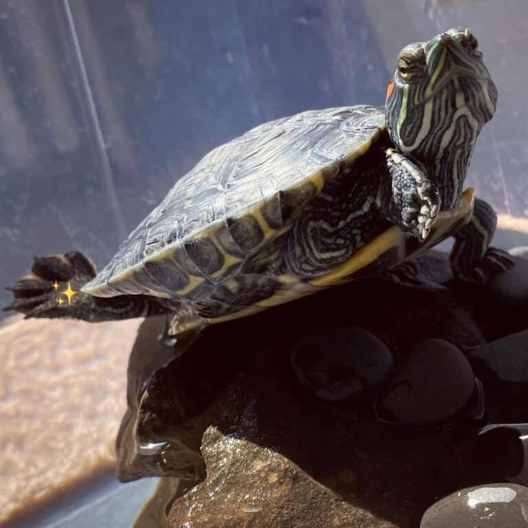 Adult Red Eared Slider Turtle We Have Captive Bred Red Eared