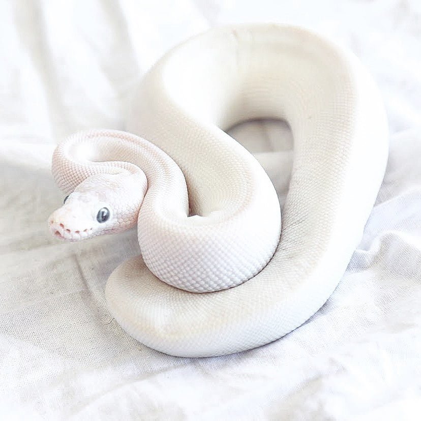 Female Blue Eyed Leucistic Ball Python Our Blue Eyed Leucistic   Female Blue Eyed Leucistic Ball Python 