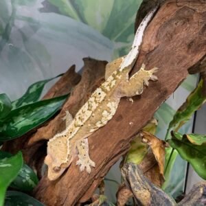 Bicolor Crested Gecko-Bicolor-Crested-Gecko.jpg