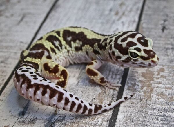 Bold Leopard Gecko-Bold-Leopard-Gecko.jpg