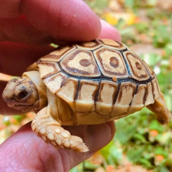 Caramel Leopard Tortoise-Caramel-Leopard-Tortoise.jpg