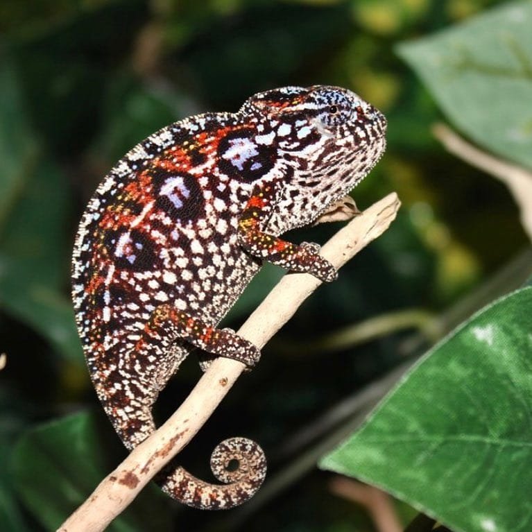 Carpet Chameleon Furcifer Lateralis