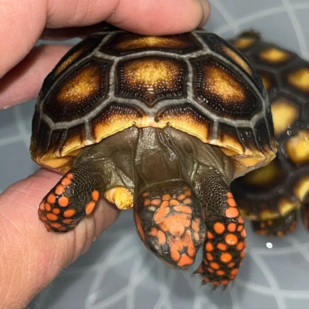 Cherry Head tortoise for sale is one of the most popular pet tortoise