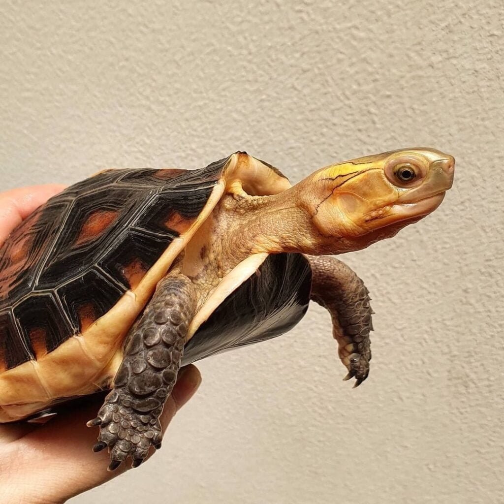 Chinese Box Turtles is a species of Box Turtle that is native