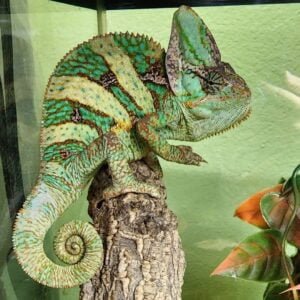 Designer Veiled Chameleon-Designer-Veiled-Chameleon.jpg