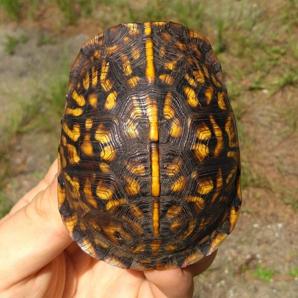 Eastern box turtles are one of the most commonly seen turtles