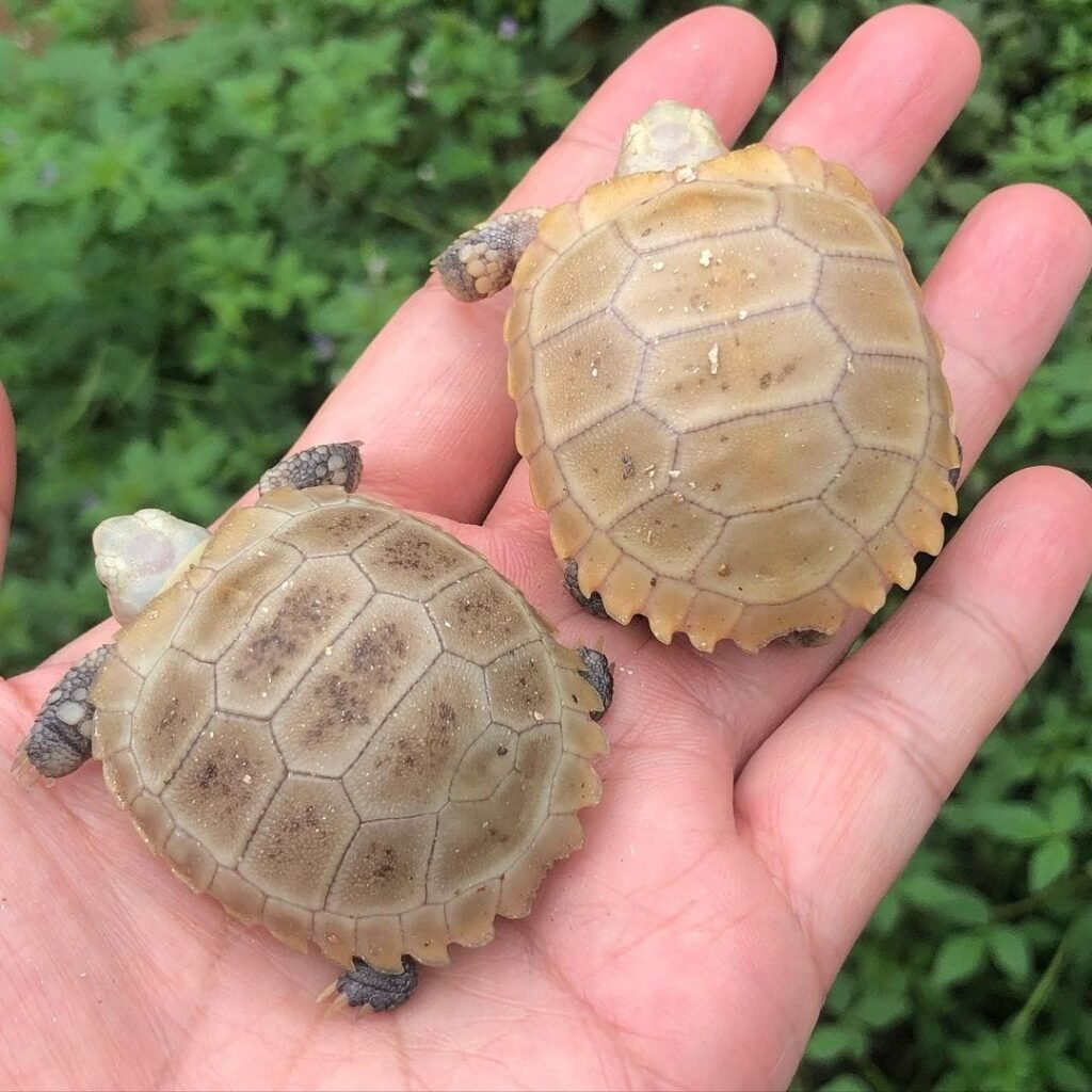 Elongated Tortoise is one of the most popular pet tortoise for sale