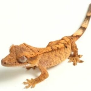 Flame Crested Gecko-Flame-Crested-Gecko.jpg