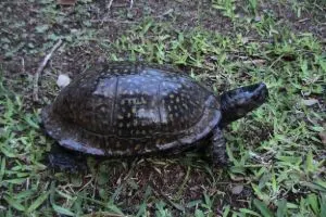 Gulf Coast Box Turtles-Gulf-Coast-Box-Turtles.webp