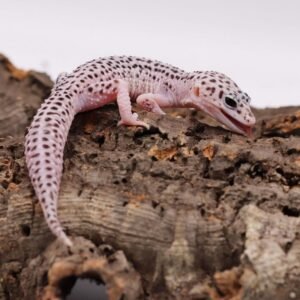 Mack Super Snow Leopard Gecko-Mack-Super-Snow-Leopard-Gecko.jpg