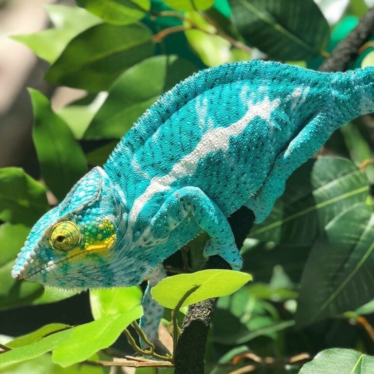 Nosy Faly Panther Chameleons are a very popular panther