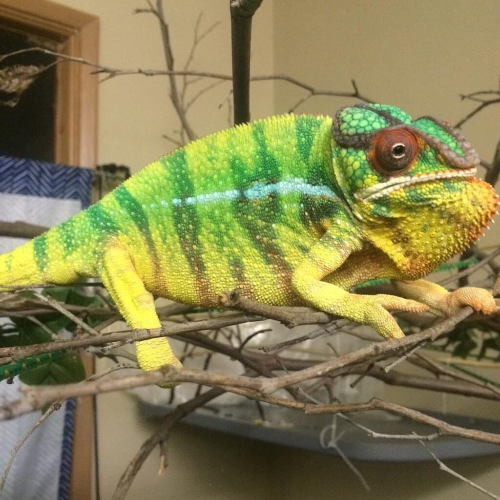 Yellow Body Blue Bar Ambilobe Panther Chameleon,