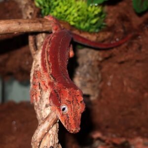 Red Striped Gargoyle Gecko-Red-Striped-Gargoyle-Gecko.jpg