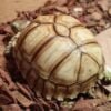Sulcata tortoise-Sulcata-tortoise.jpg