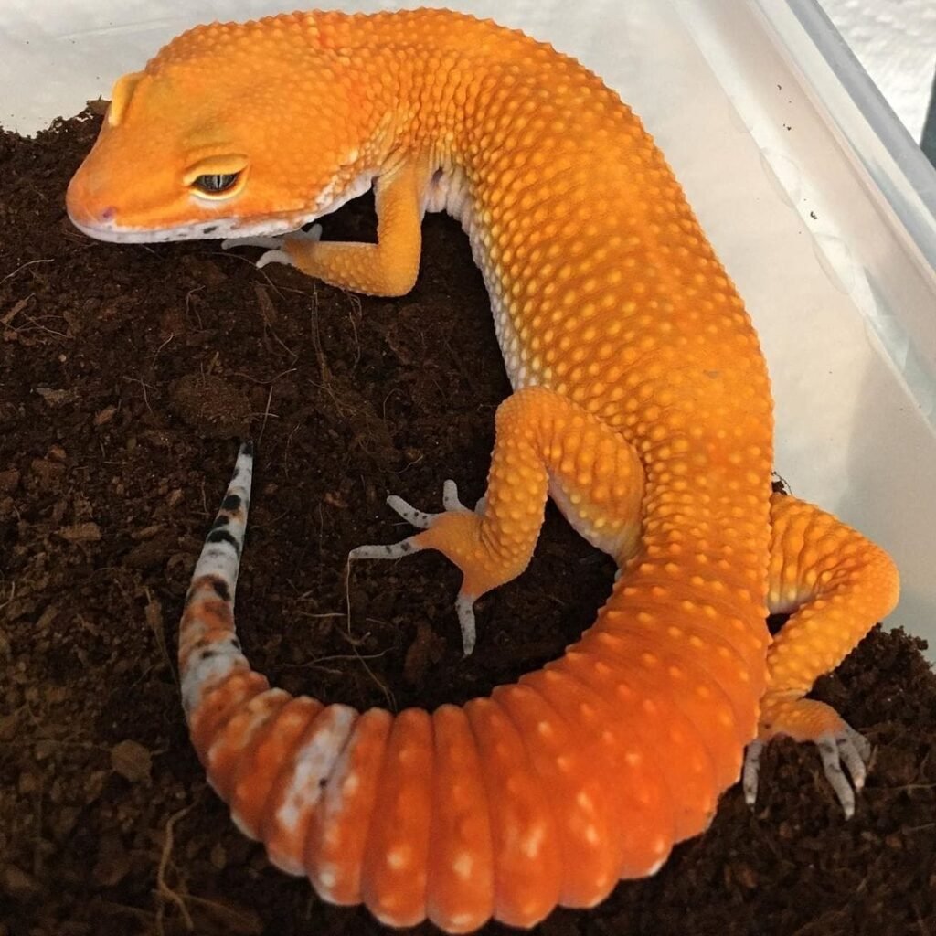 Tangerine Albino supergiant leopard Gecko, We have some