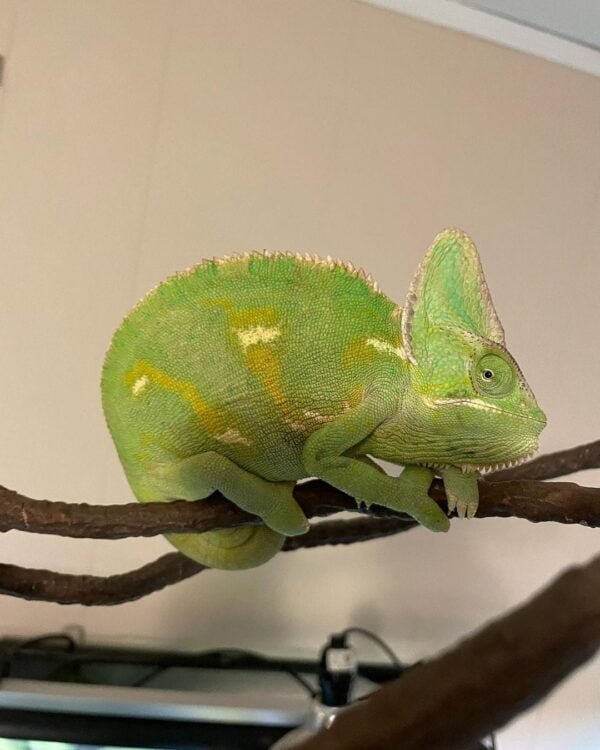 Translucent Veiled Chameleon-Translucent-Veiled-Chameleon.jpg