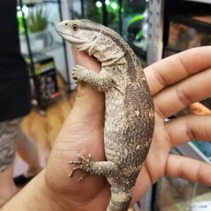 Adult Female White Throat Monitor-1661484787.jpg