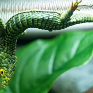 Abronia Graminea-Abronia-Graminea.webp