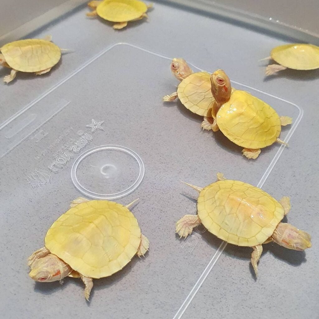 Albino red eared slider for sale – We have some super cute, super