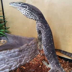Argus Monitors-Argus-Monitors.jpg