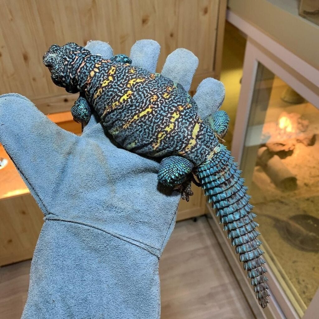 Baby Ornate Uromastyx - Red Box Reptiles