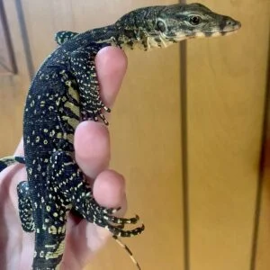 Baby Salvator Water Monitors-Baby-Salvator-Water-Monitors.jpg