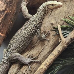 Baby Yellow Quince Monitor-Baby-Yellow-Quince-Monitor.jpg
