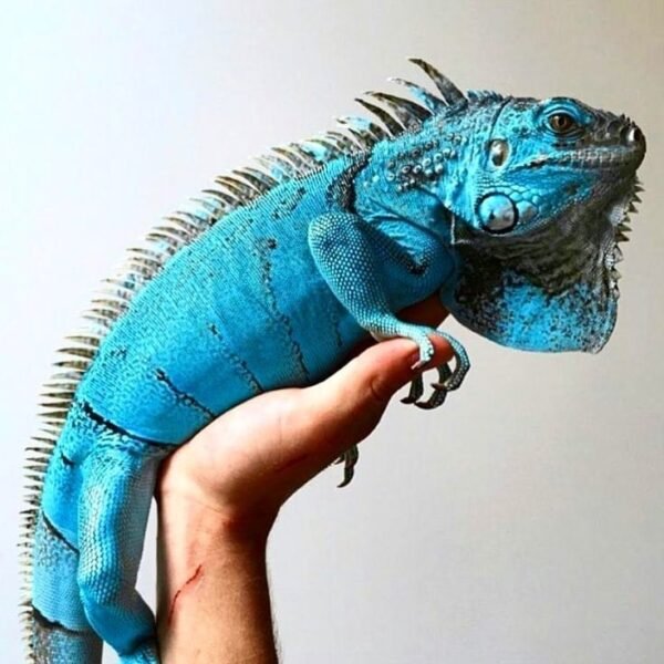 Blue Iguana-Blue-Iguana.jpg