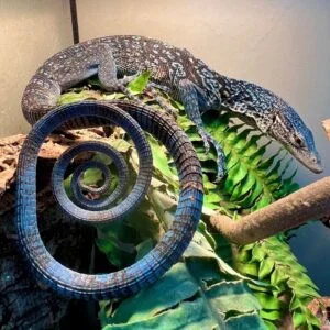 Blue Tail Monitor-Blue-Tail-Monitor.jpg
