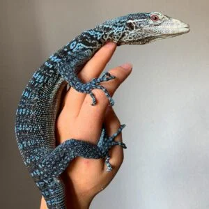 Blue Tree Monitor-Blue-Tree-Monitor.jpg