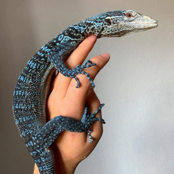 Blue Tree Monitor-Blue-Tree-Monitor.jpg