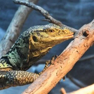 Male Cumming’s Water Monitor-CUMMINGS-WATER-MONITORS.jpg