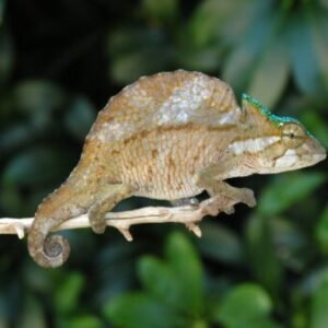 Crested Chameleon (Chamaeleo (Trioceros) cristatus)-Crested-Chameleon-Chamaeleo-Trioceros-cristatus.jpg