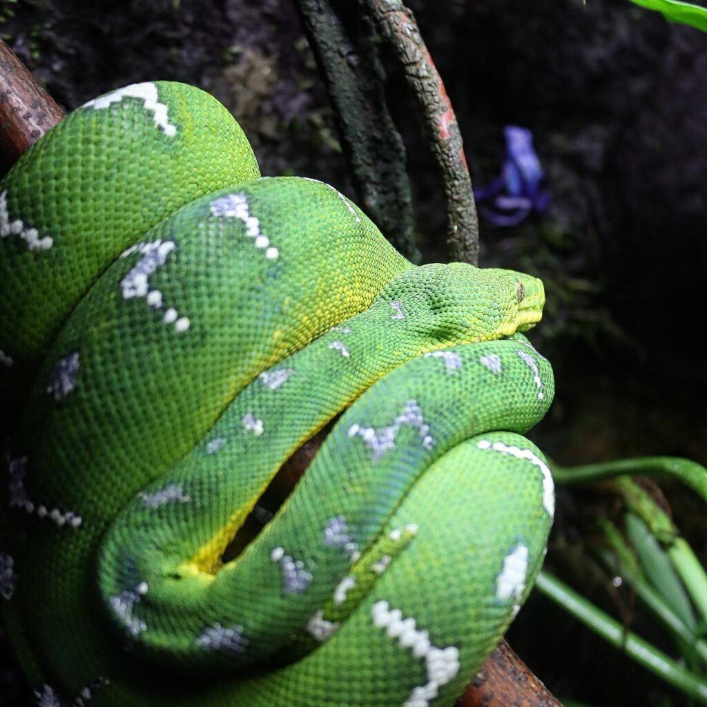 Emerald tree boas, as their name suggests, are a tree dwelling