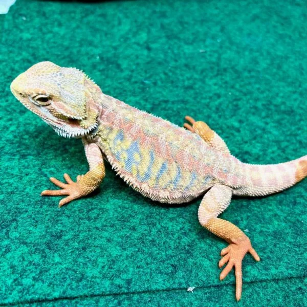 Exact Hypo Paradox Bearded Dragon-Exact-Hypo-Paradox-Bearded-Dragon.jpeg