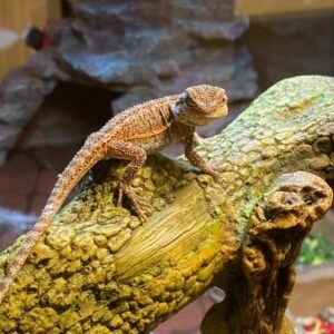 Fancy Bearded Dragon-Fancy-Bearded-Dragon.jpg