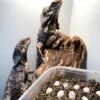 Frilled Dragon-Frilled-Dragon.jpg