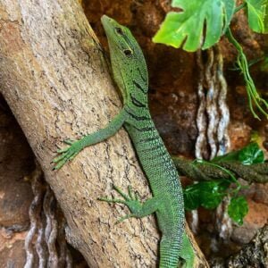 Green Tree Monitor (Pair)