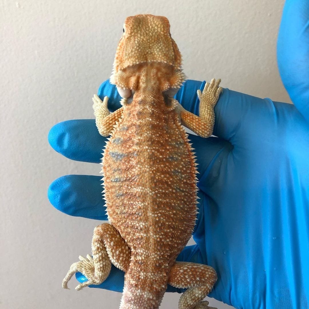 WE HAVE HYPO ZERO BEARDED DRAGON FOR SALE.