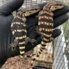 Juvenile South African White Throat Monitor-Juvenile-South-African-White-Throat-Monitor.jpg