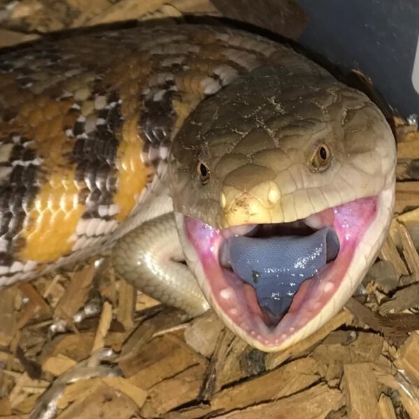 Northern Blue Tongue Skink-Northern-Blue-Tongue-Skink.jpg