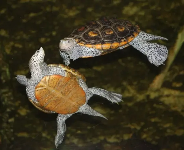 Northern Diamondback Terrapin-Northern-Diamondback-Terrapin.webp