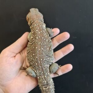 Ocellated Uromastyx-Ocellated-Uromastyx.jpg
