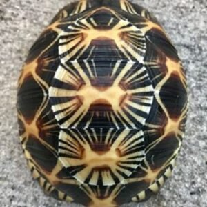 Radiated Tortoise-Radiated-Tortoise.jpg