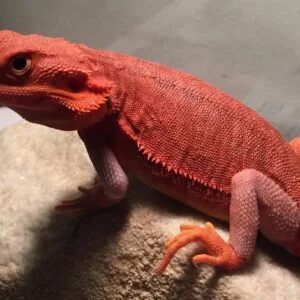 Red Bearded Dragon-Red-Bearded-Dragon.jpg