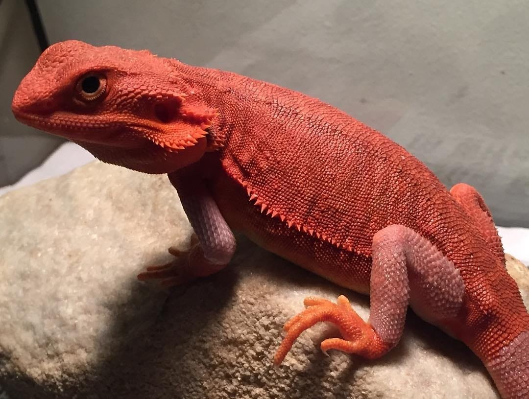 Bearded dragons (Red) – M.O.C. Reptiles