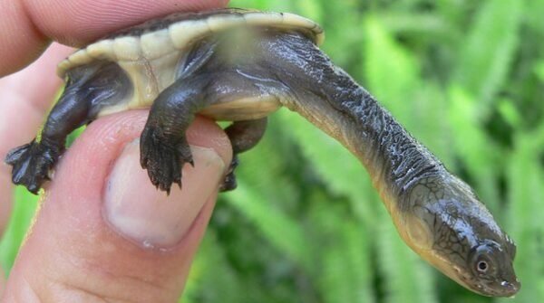 Snake Neck turtle-Snake-Neck-turtle.jpg