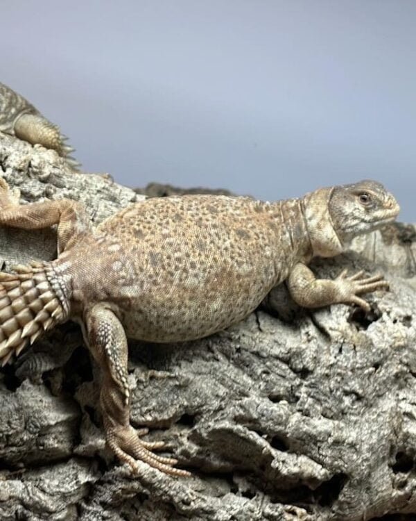 Uromastyx Princeps-Uromastyx-Princeps.jpg